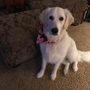 Meet your Posher, Diane